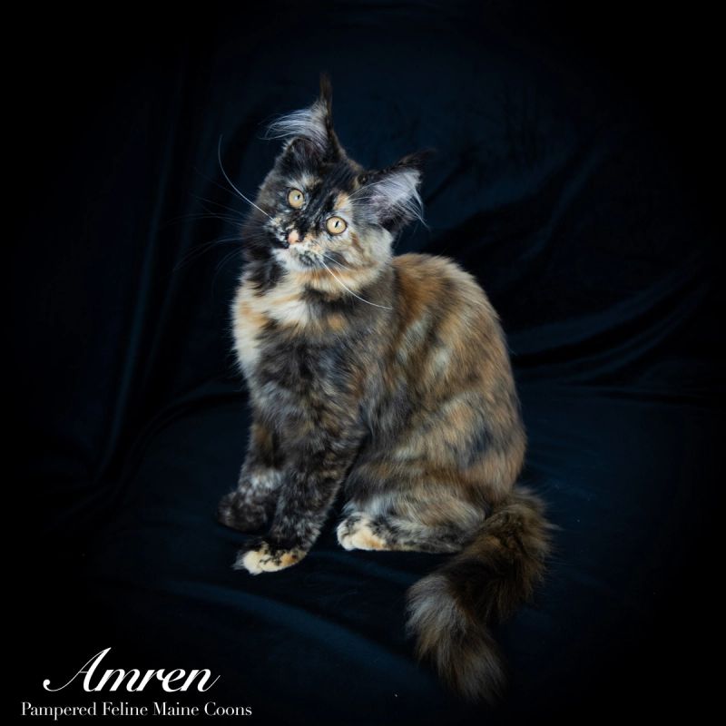 Amren, Tortie Maine Coon kitten, photo 1 of 19