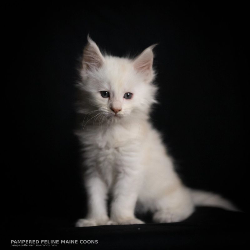 Kallias, Poly Cream Shaded Silver (6/6/6/6) Maine Coon kitten