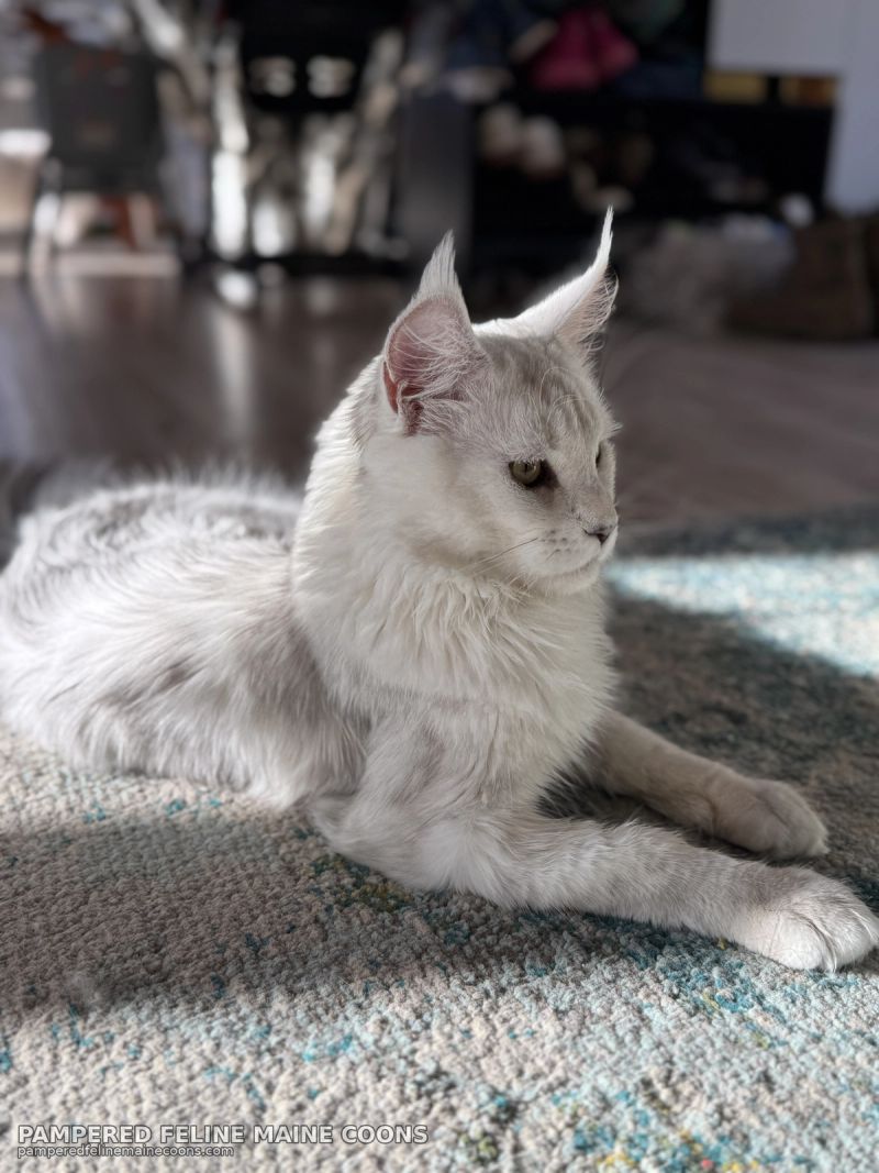 Aedion, Blue Silver Shaded (AS11) Maine Coon