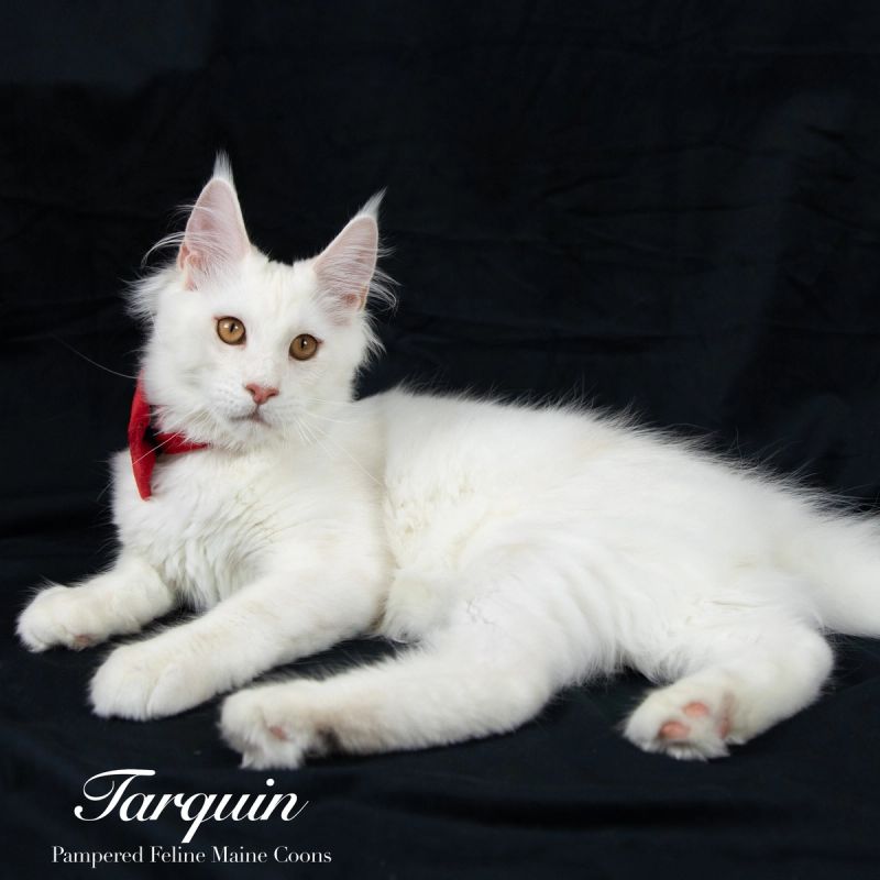 Tarquin, Cream Shaded Silver Maine Coon kitten, photo 6 of 20