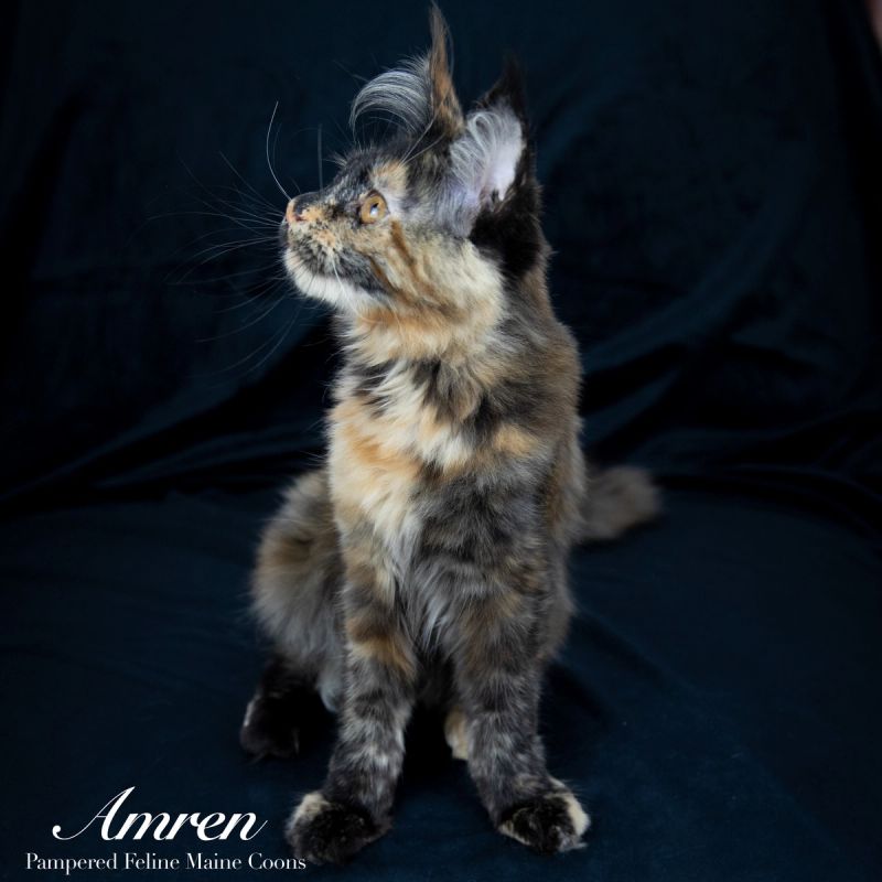 Amren, Tortie Maine Coon kitten, photo 9 of 19