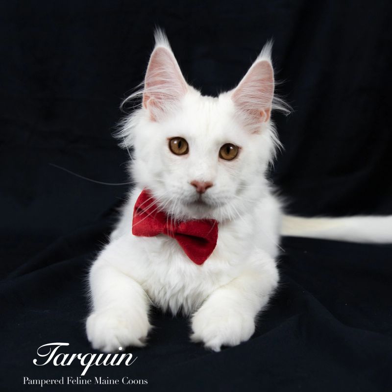 Tarquin, Cream Shaded Silver Maine Coon kitten, photo 9 of 20