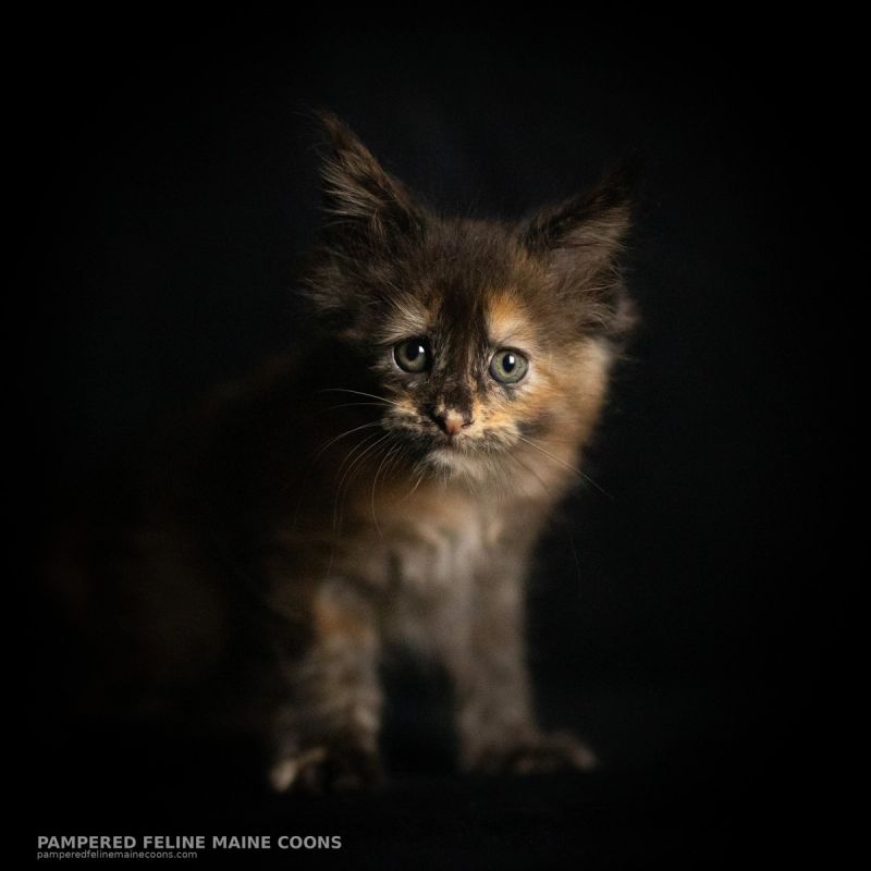 Amren, Tortie Maine Coon kitten, photo 3 of 19