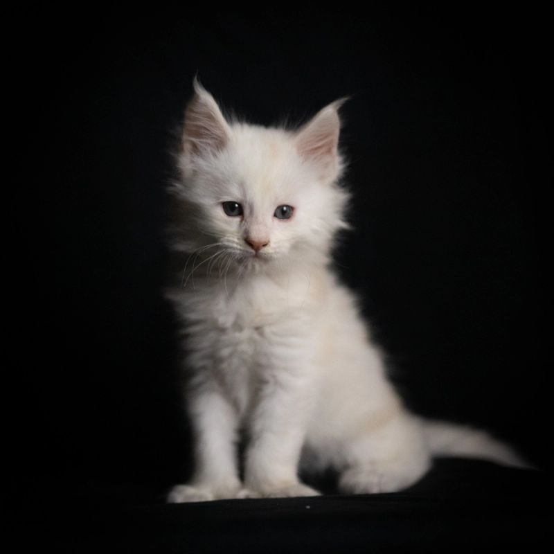 Kallias, Poly Cream Shaded Silver (6/6/6/6) Maine Coon kitten