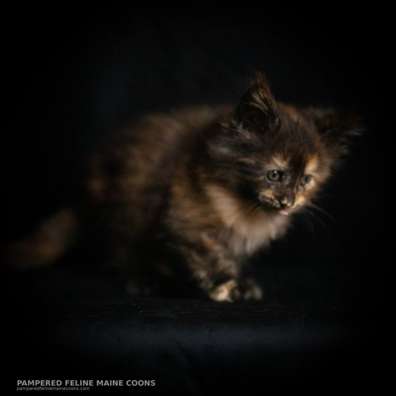 Amren, Tortie Maine Coon kitten, photo 19 of 19