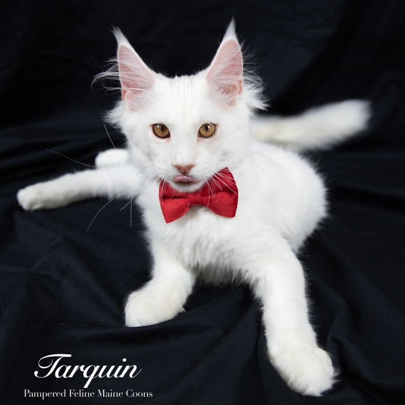 Tarquin, Cream Shaded Silver Maine Coon kitten, photo 8 of 20