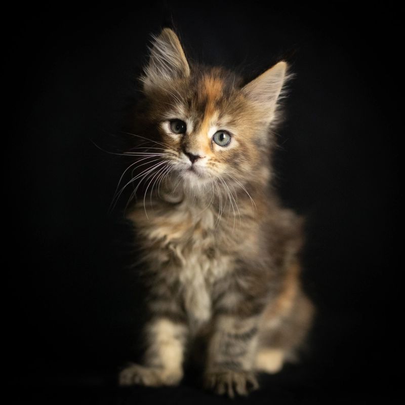Morrigan, Blue Tortie Maine Coon kitten