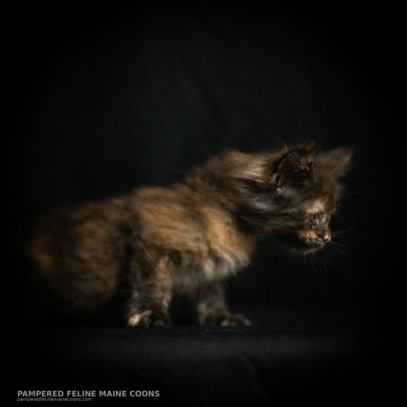 Amren, Tortie Maine Coon kitten, photo 2 of 19