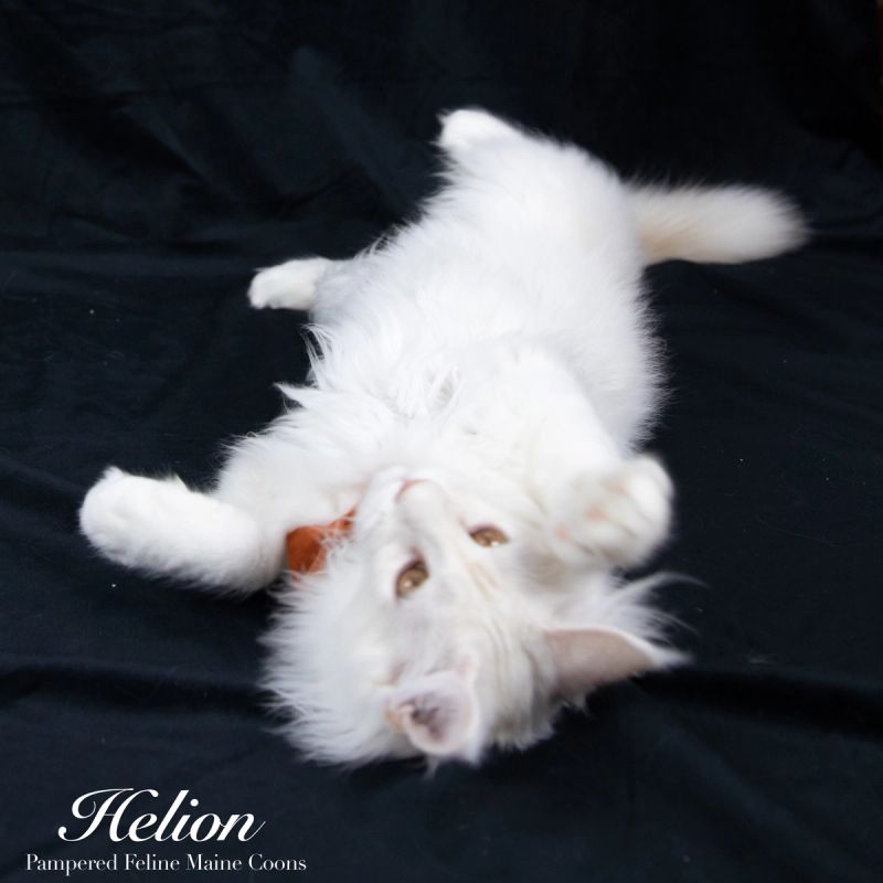 Helion, Cream Shaded Silver Maine Coon kitten, photo 9 of 16