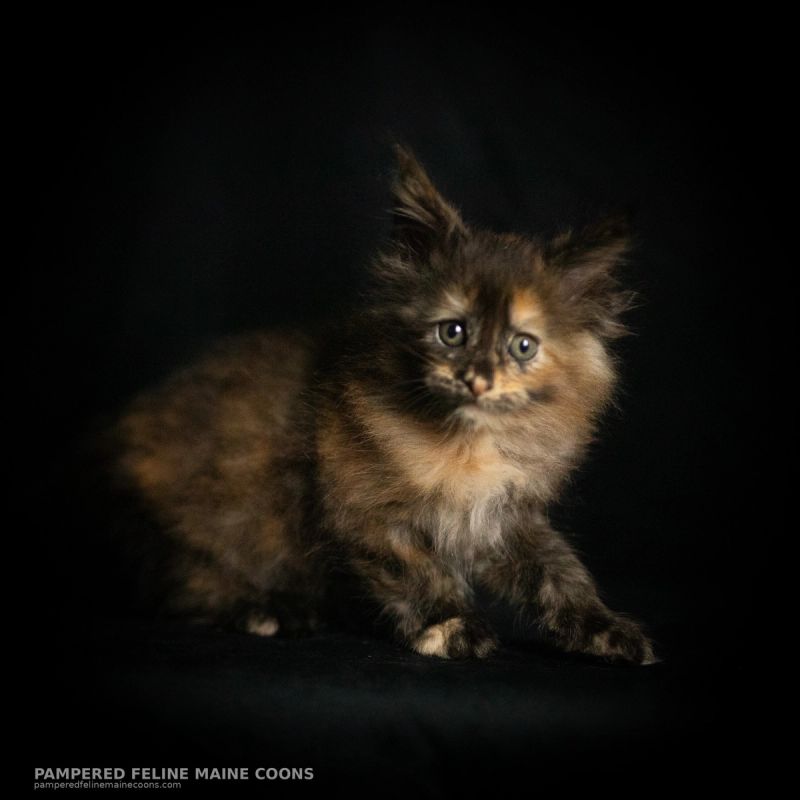 Amren, Tortie Maine Coon kitten, photo 15 of 19