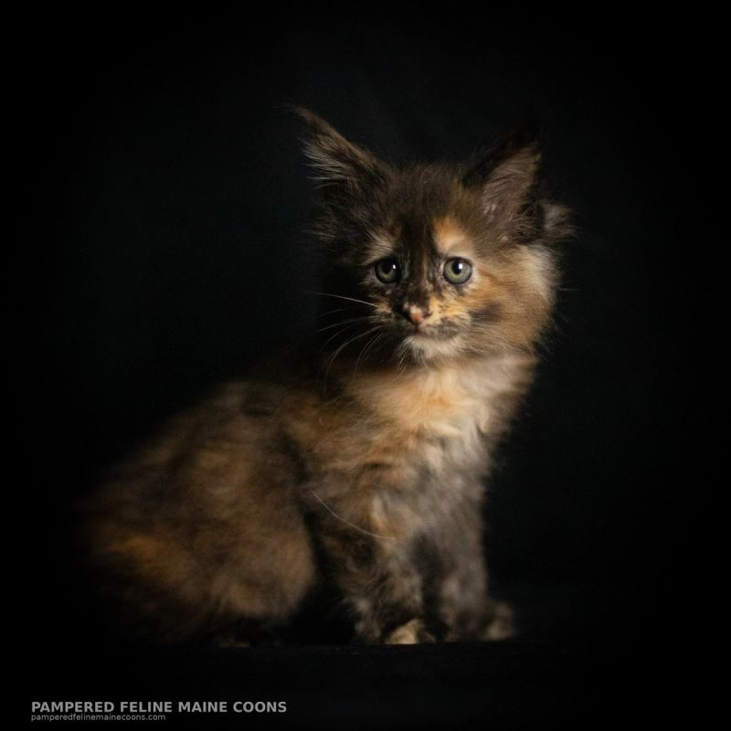 Amren, Tortie Maine Coon kitten, photo 13 of 19