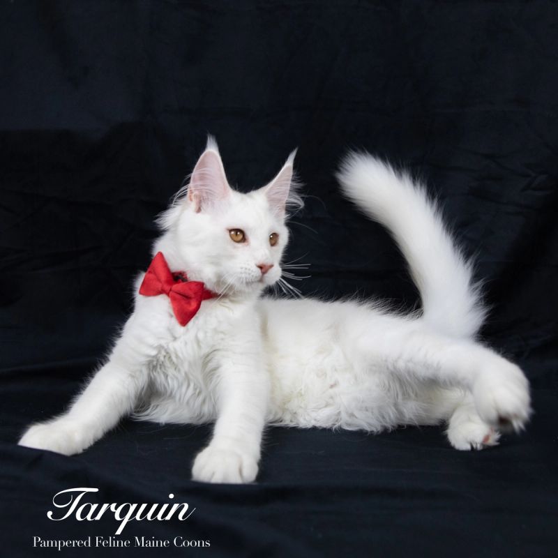 Tarquin, Cream Shaded Silver Maine Coon kitten, photo 3 of 20