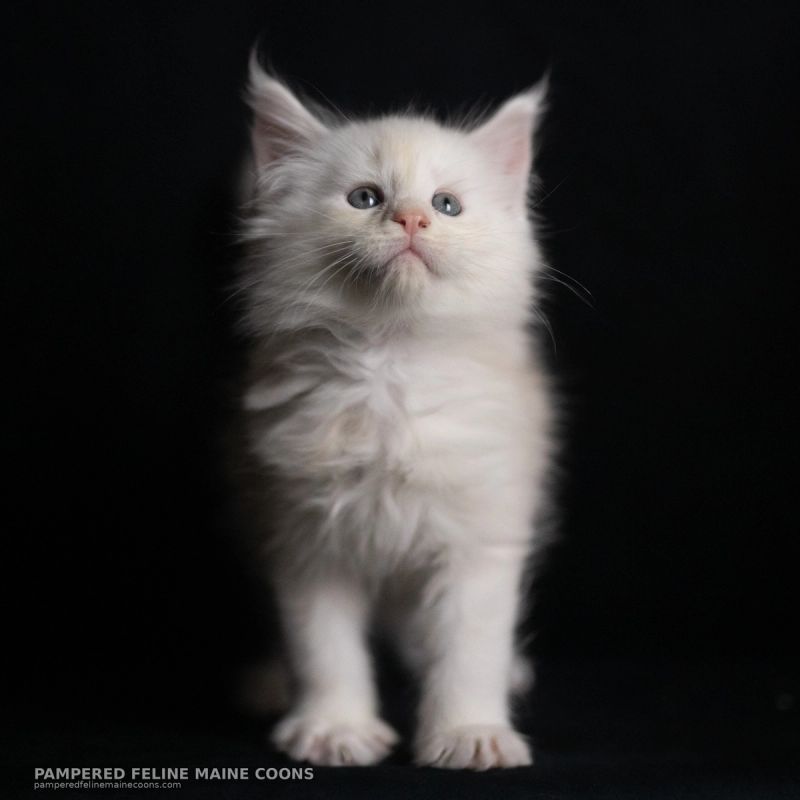 Helion, Cream Shaded Silver Maine Coon kitten