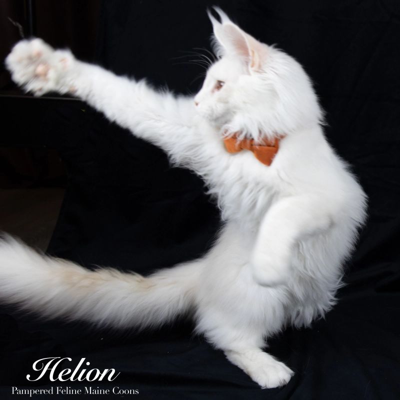 Helion, Cream Shaded Silver Maine Coon kitten, photo 10 of 16