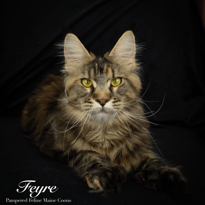 Feyra, Black Tortie with Tabby Markings (F22), Polydactyl (6/6/6/6) Maine Coon