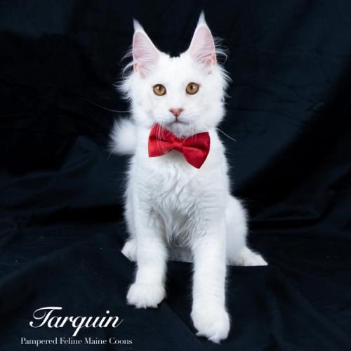 Tarquin, Cream Shaded Silver Maine Coon kitten, now in their forever home