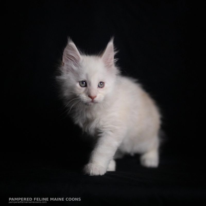 Tarquin, Cream Shaded Silver Maine Coon kitten, photo 19 of 20