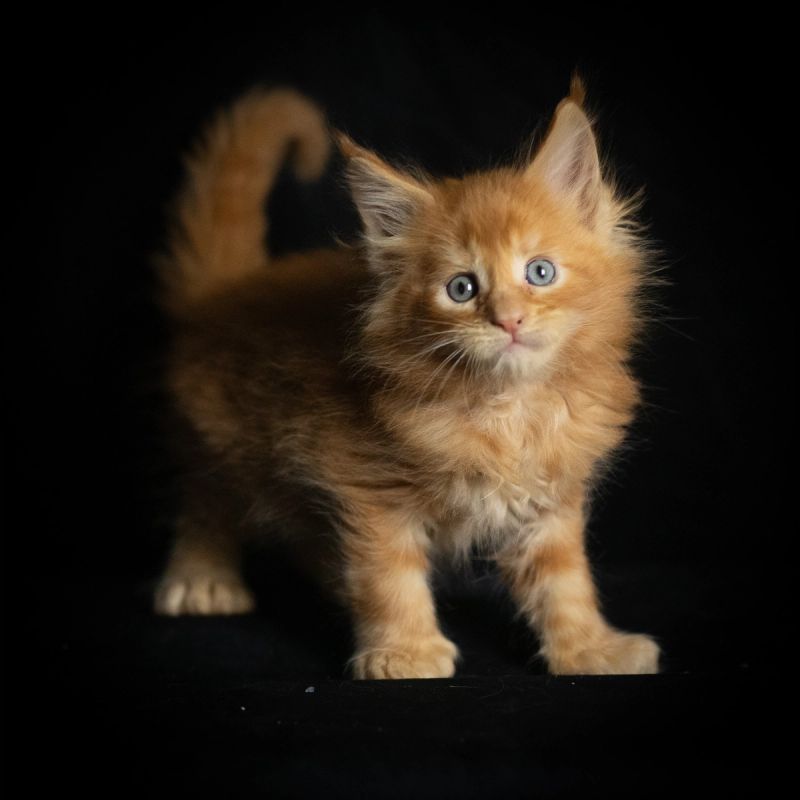 Lucien, Poly Red Tabby (7/7/6/6) Maine Coon kitten