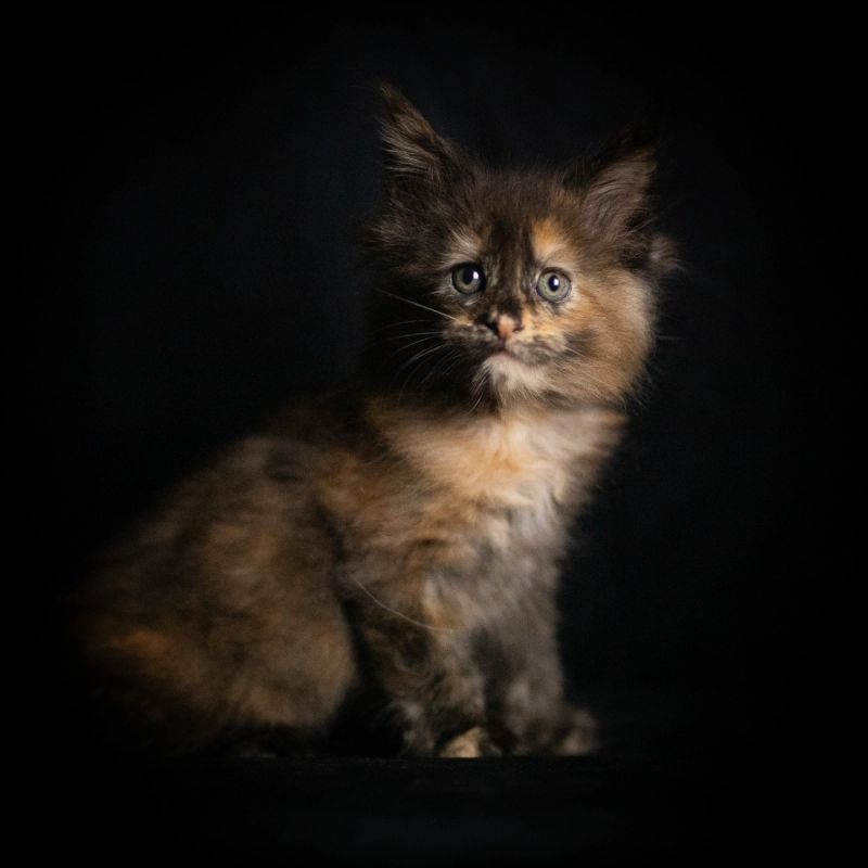 Amren, Blue Tortie Maine Coon kitten