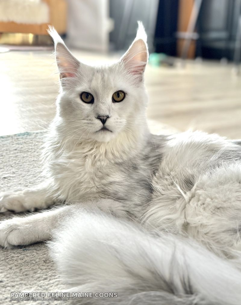 Aedion, Blue Silver Shaded (AS11) Maine Coon