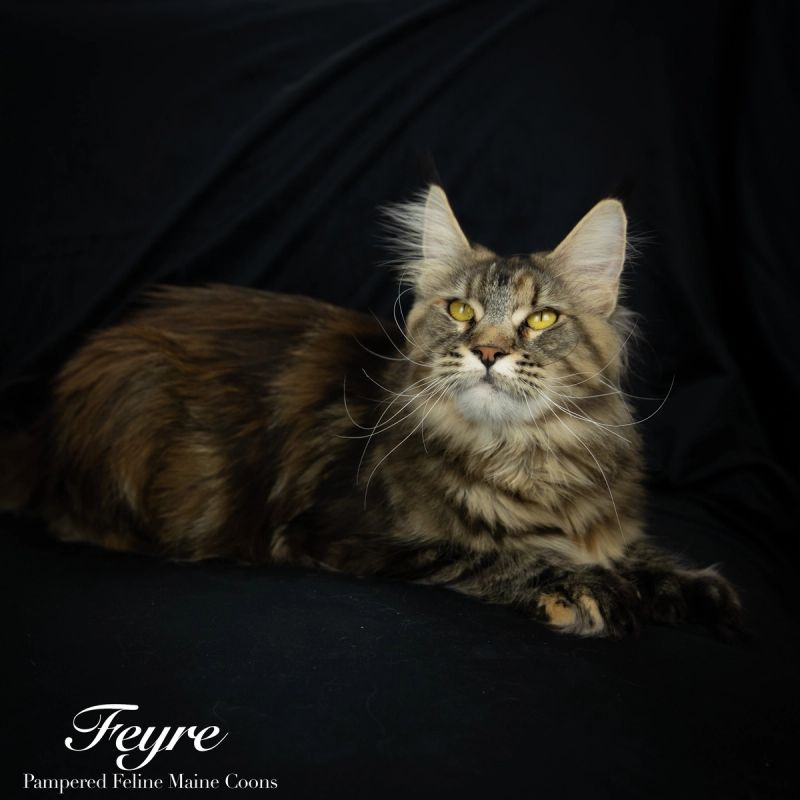 Feyra, Black Tortie with Tabby Markings (F22), Polydactyl (6/6/6/6) Maine Coon