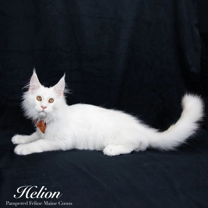 Helion, Cream Shaded Silver Maine Coon kitten, photo 4 of 16