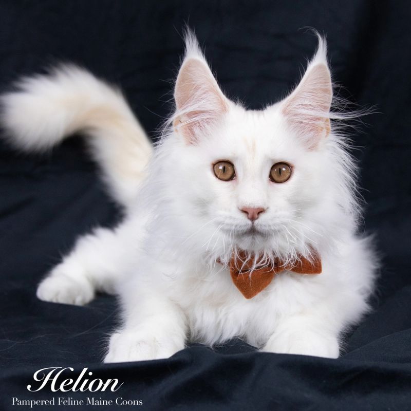 Helion, Cream Shaded Silver Maine Coon kitten, photo 6 of 16