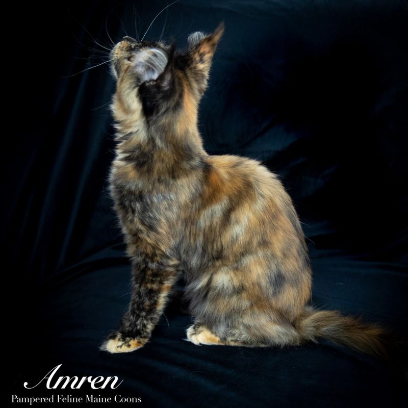 Amren, Tortie Maine Coon kitten, photo 4 of 19