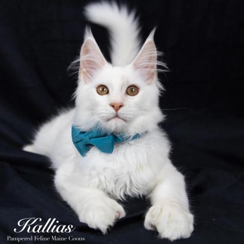 Kallias, Poly Cream Shaded Silver (6/6/6/6) Maine Coon kitten