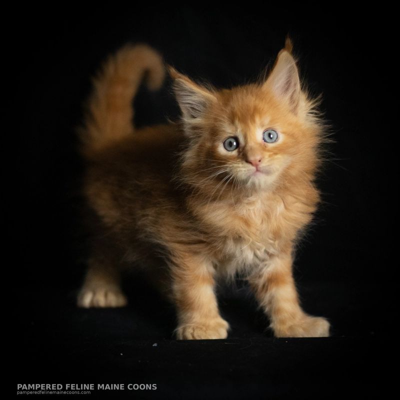 Lucien, Poly Red Tabby (7/7/6/6) Maine Coon kitten