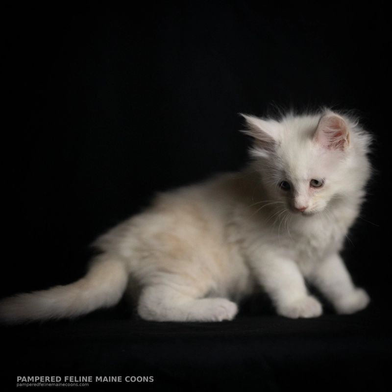 Tarquin, Cream Shaded Silver Maine Coon kitten, photo 15 of 20