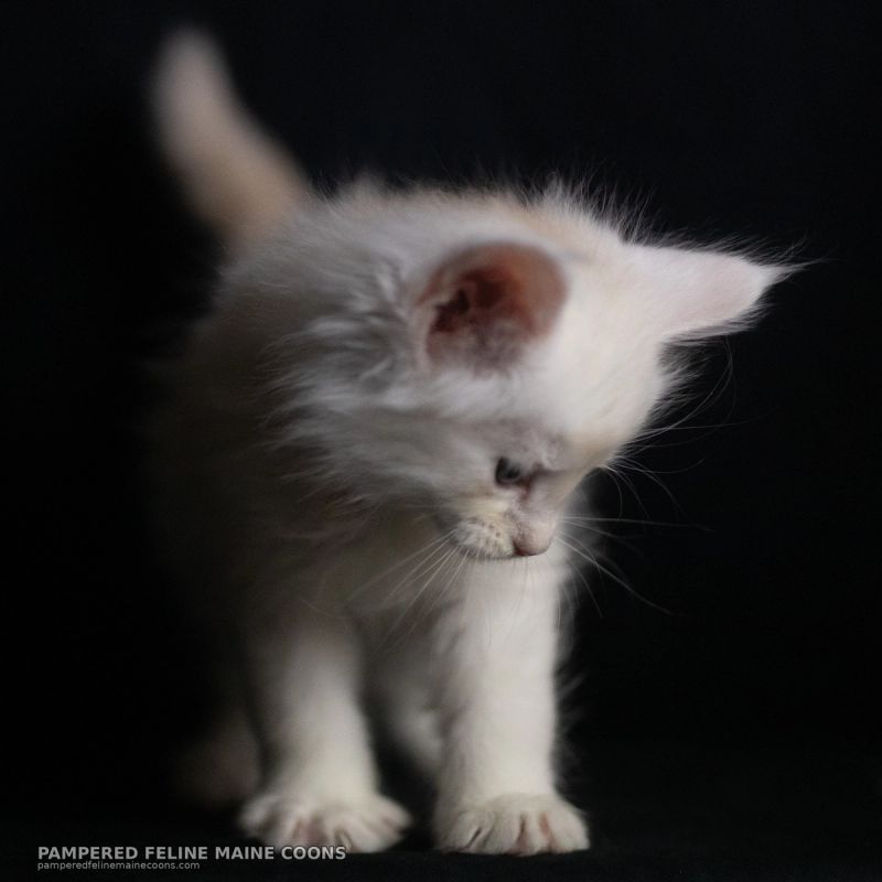 Helion, Cream Shaded Silver Maine Coon kitten, photo 13 of 16