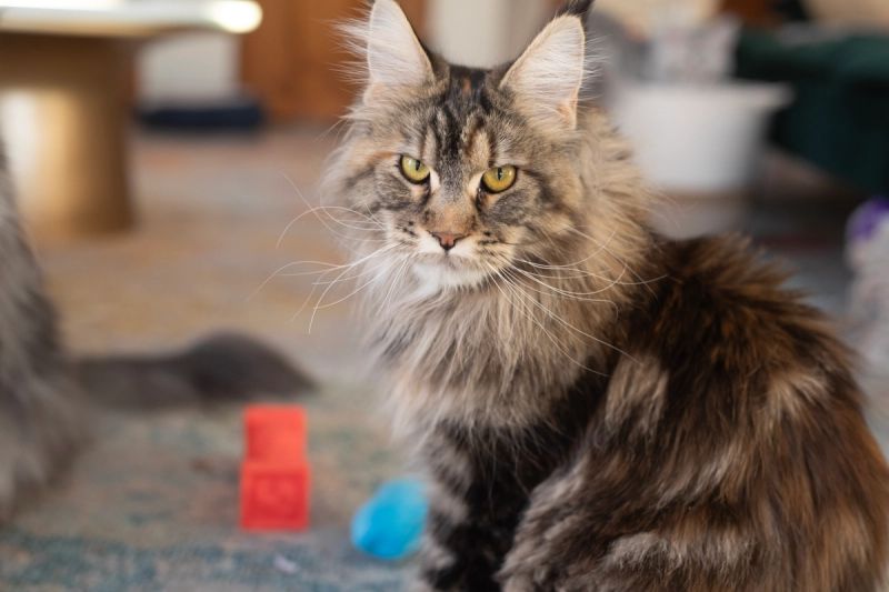 Feyra, Black Tortie with Tabby Markings (F22), Polydactyl (6/6/6/6) Maine Coon