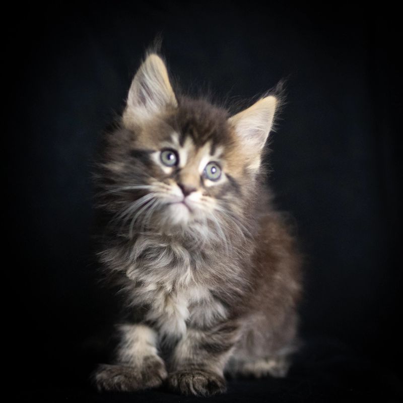 Azriel, Poly Blue Silver Tabby (6/6/6/6) Maine Coon kitten