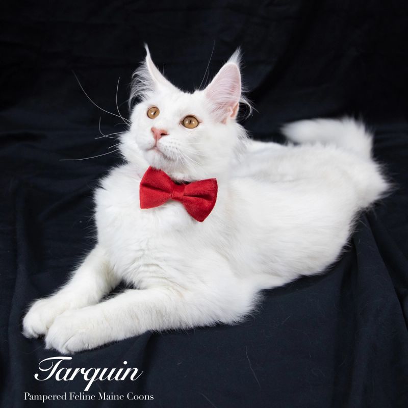 Tarquin, Cream Shaded Silver Maine Coon kitten, photo 2 of 20