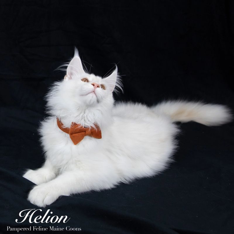 Helion, Cream Shaded Silver Maine Coon kitten, photo 8 of 16