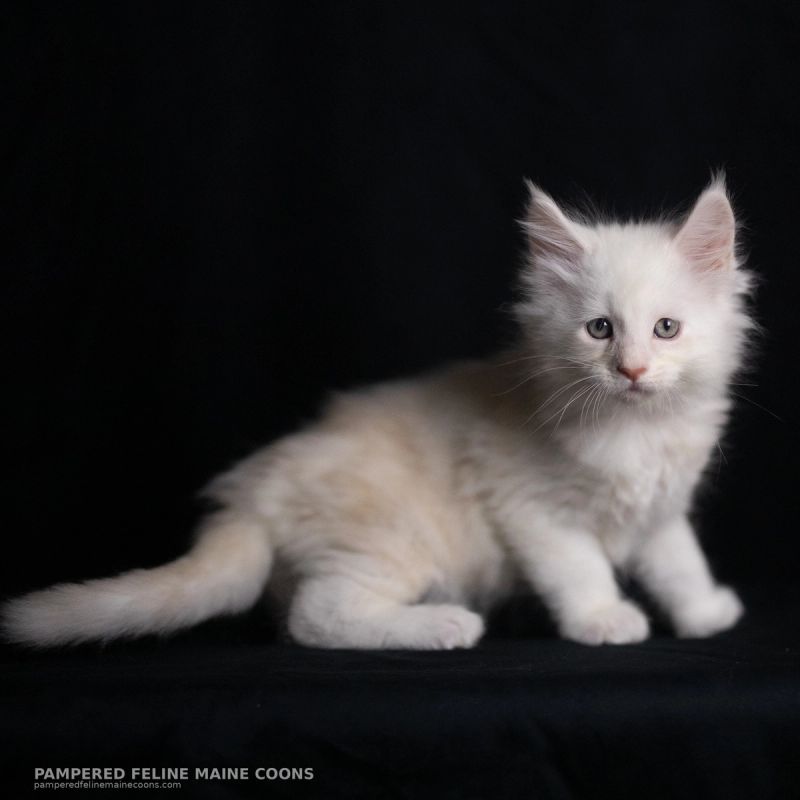 Tarquin, Cream Shaded Silver Maine Coon kitten, photo 14 of 20