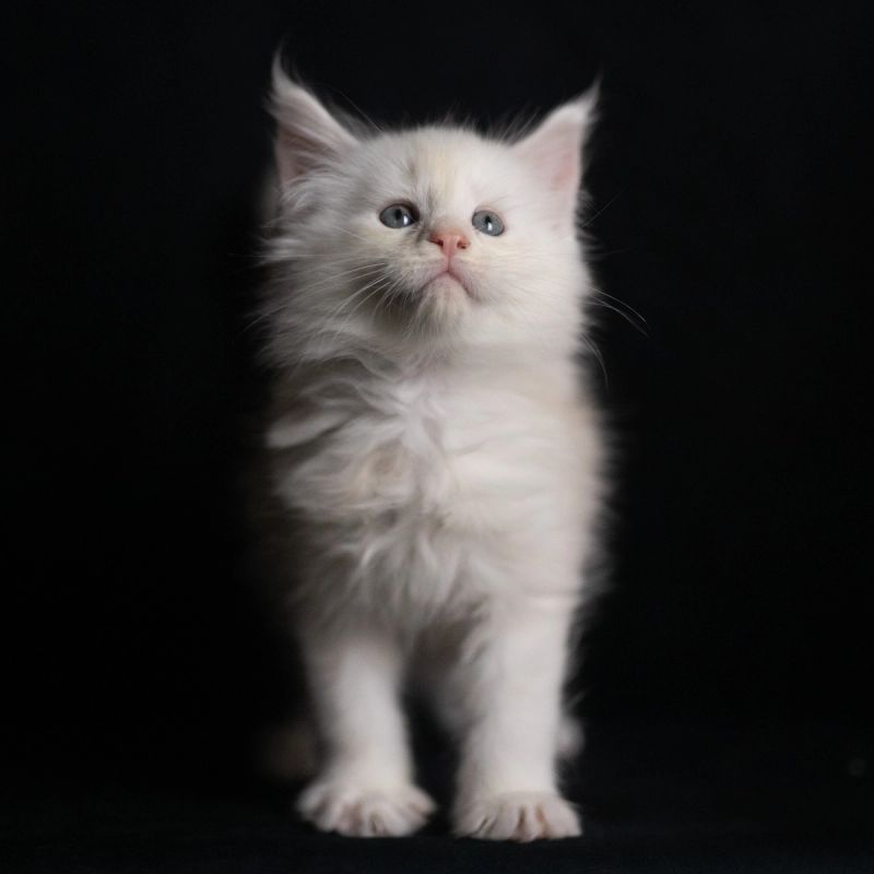Helion, Cream Shaded Silver Maine Coon kitten