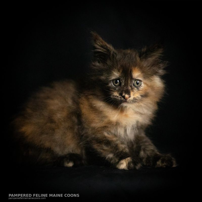 Amren, Tortie Maine Coon kitten, photo 16 of 19