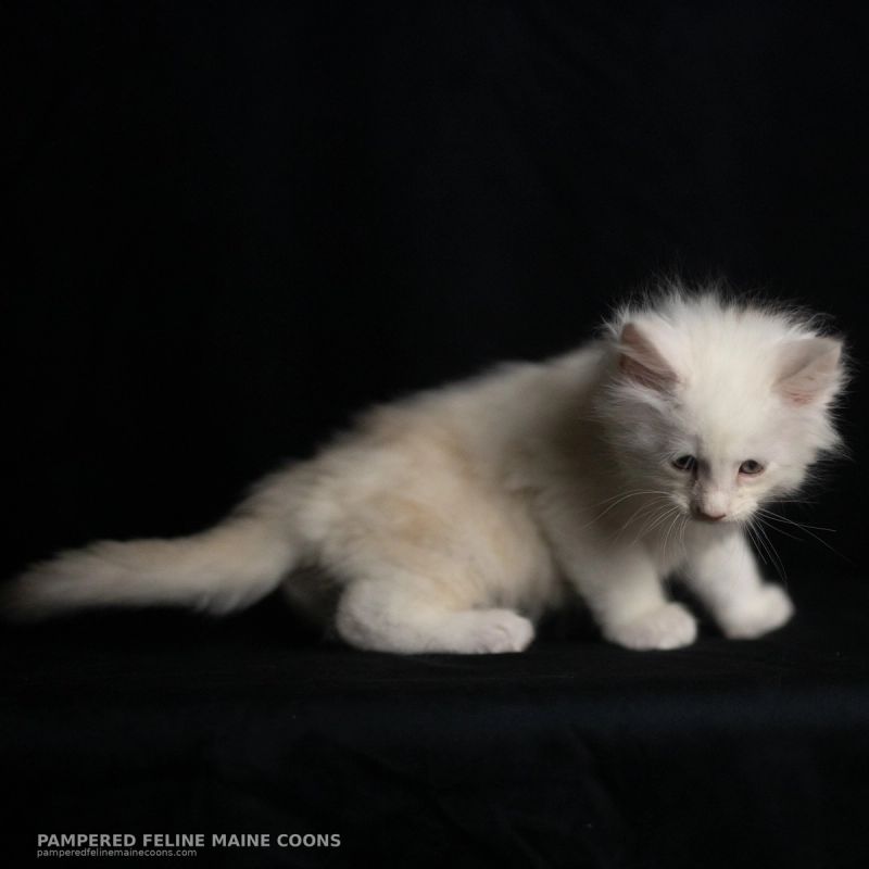 Tarquin, Cream Shaded Silver Maine Coon kitten, photo 12 of 20