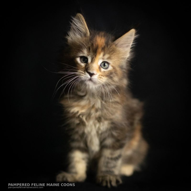 Morrigan, Blue Tortie Maine Coon kitten