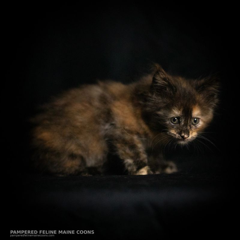 Amren, Tortie Maine Coon kitten, photo 11 of 19