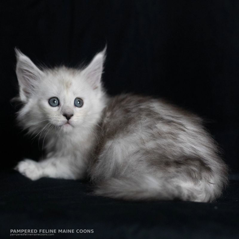 Elain, Poly Blue Shaded Silver (6/6/6/6) Maine Coon kitten