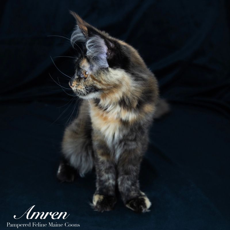 Amren, Tortie Maine Coon kitten, photo 10 of 19