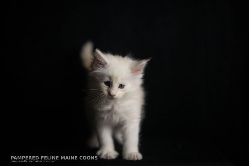 Helion, Cream Shaded Silver Maine Coon kitten, photo 16 of 16