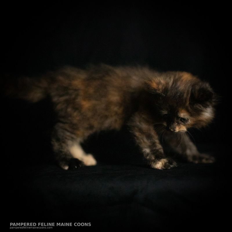 Amren, Tortie Maine Coon kitten, photo 14 of 19