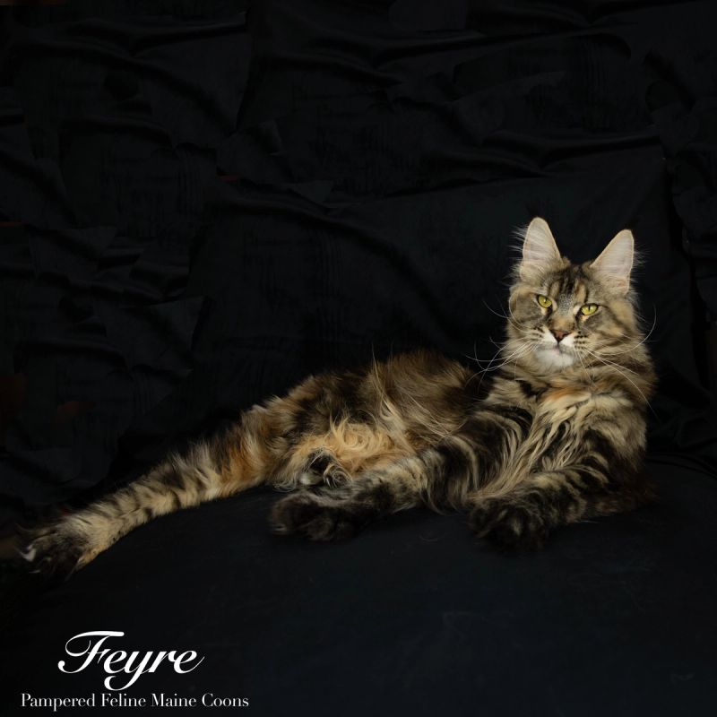 Feyra, Black Tortie with Tabby Markings (F22), Polydactyl (6/6/6/6) Maine Coon