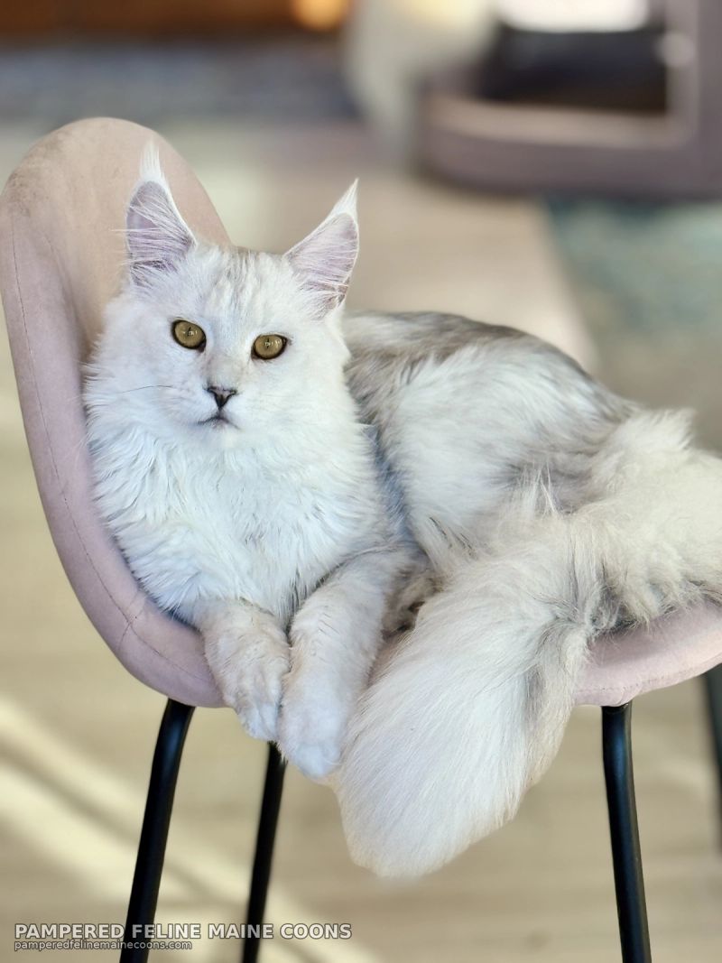 Aedion, Blue Silver Shaded (AS11) Maine Coon