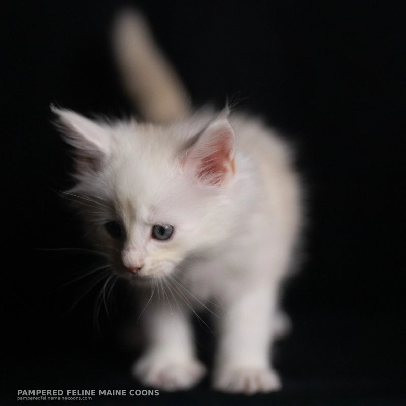 Helion, Cream Shaded Silver Maine Coon kitten, photo 14 of 16