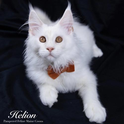 Helion, Cream Shaded Silver Maine Coon kitten, now in their forever home